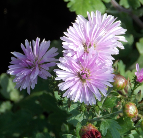 �������̖݂�