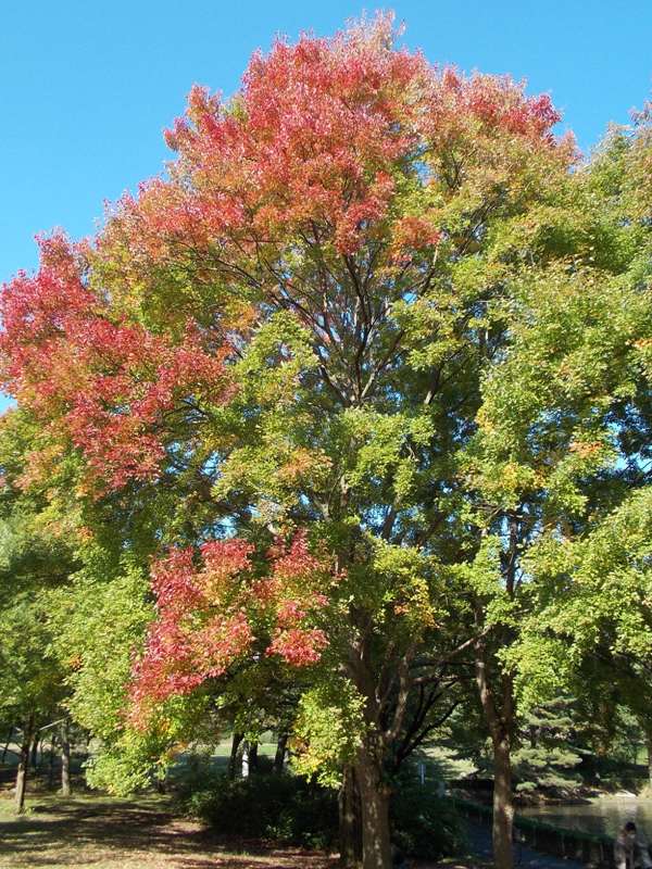 �������̖݂�