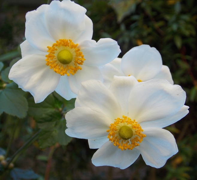 �������̖݂�