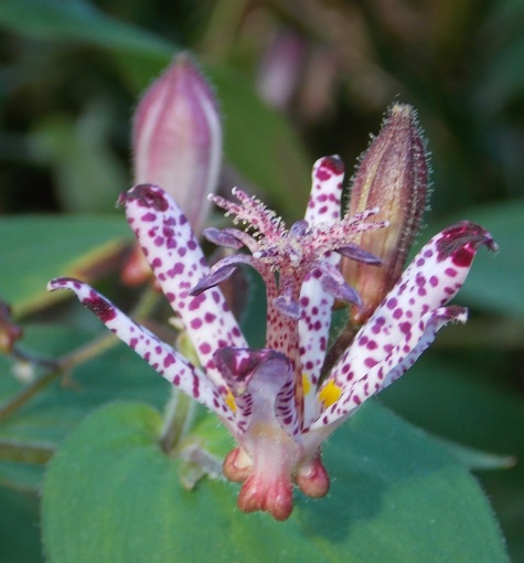 �������̖݂�