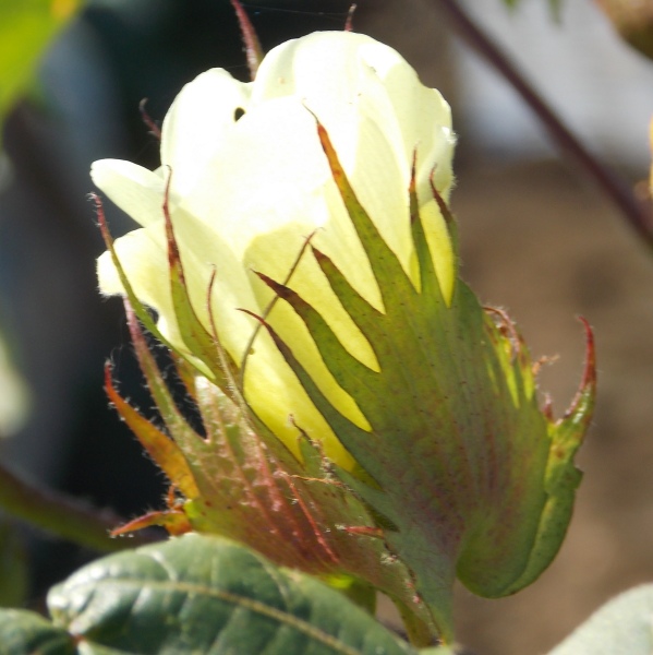 �������̖݂�