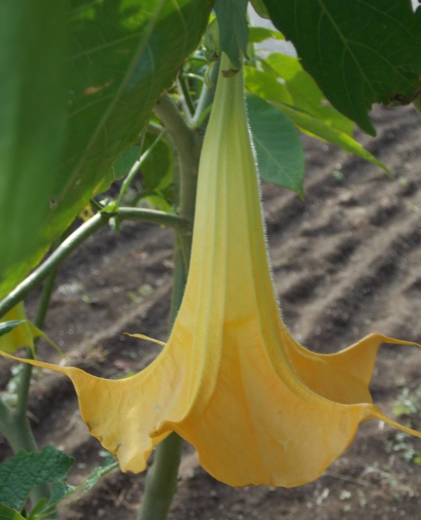 �������̖݂�