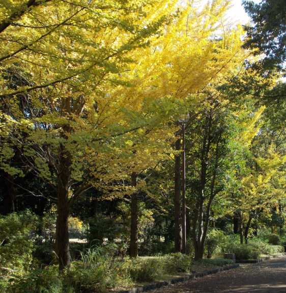 �������̖݂�