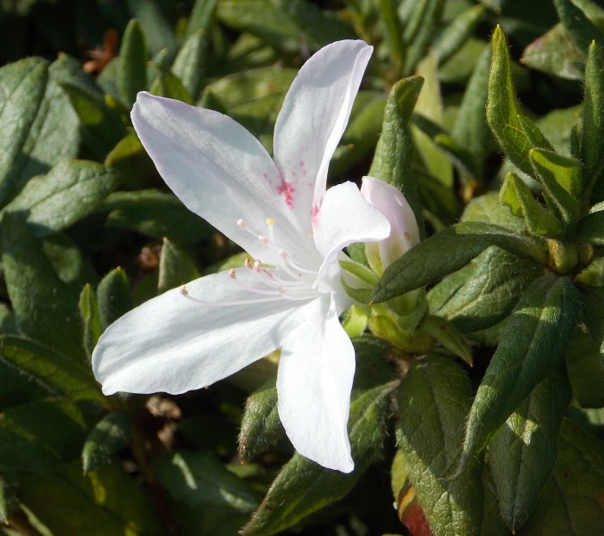 �������̖݂�