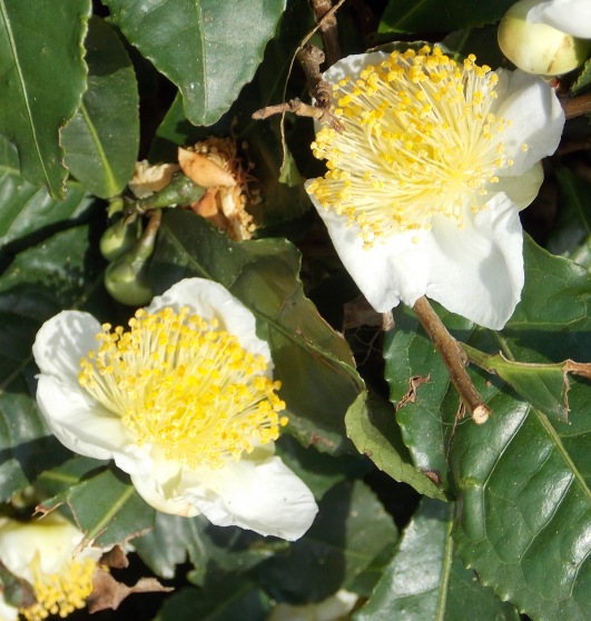 �������̖݂�