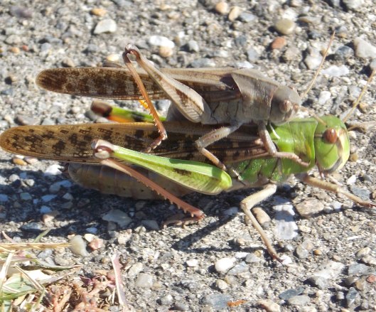 �������̖݂�