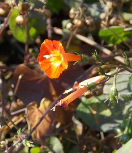 �������̖݂�