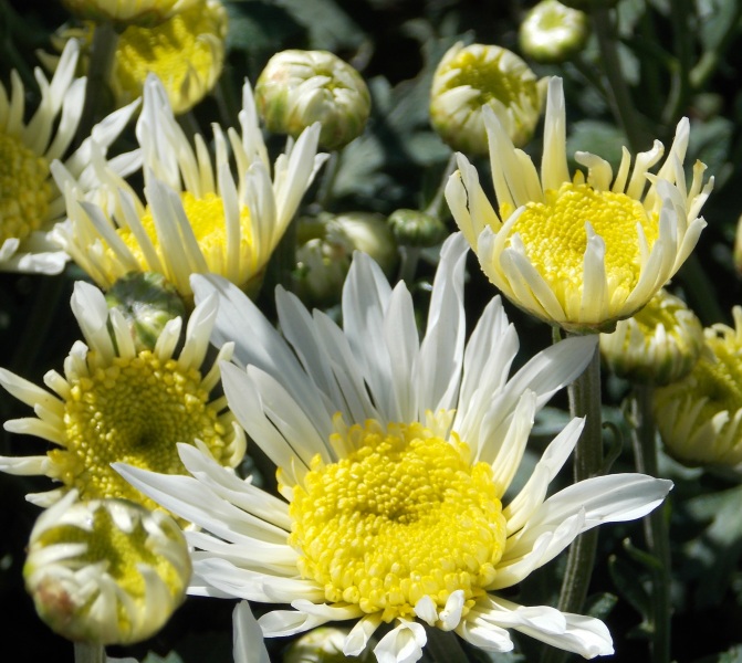 �������̖݂�