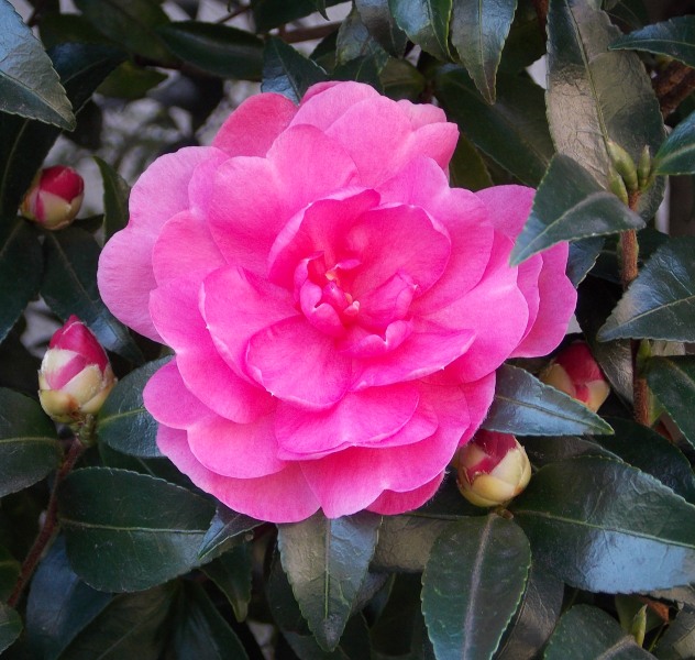 �������̖݂�