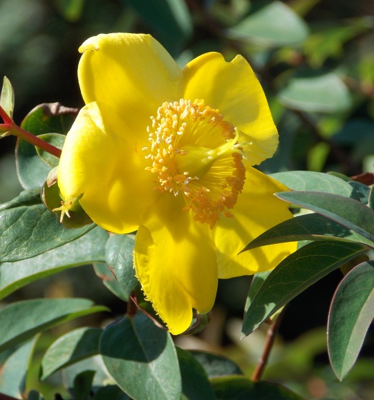 �������̖݂�