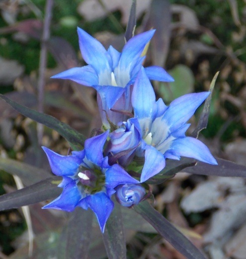 �������̖݂�