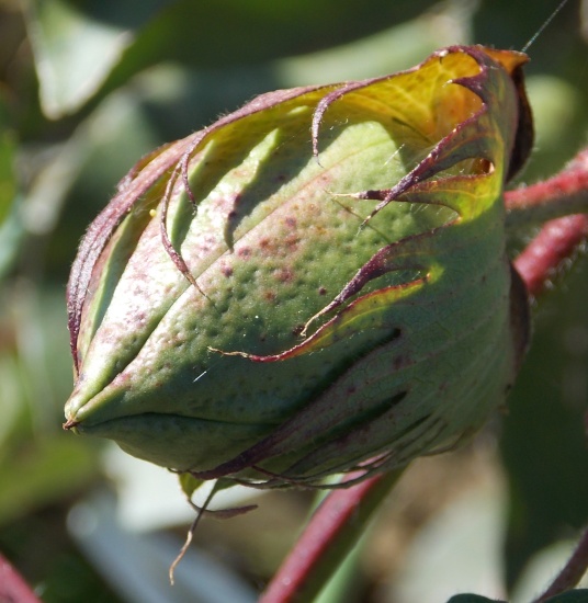 �������̖݂�