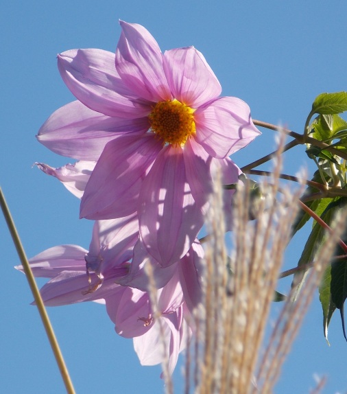 �������̖݂�