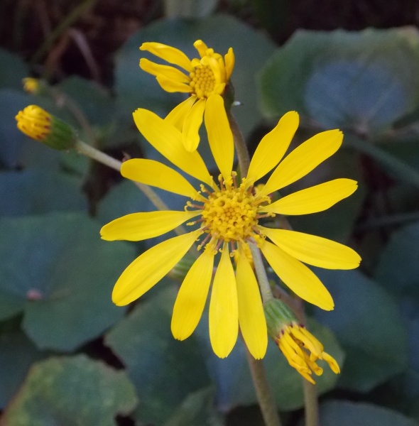 �������̖݂�