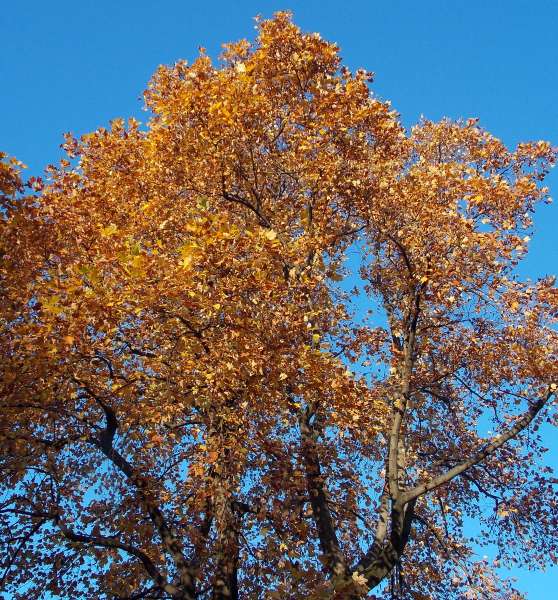 �������̖݂�