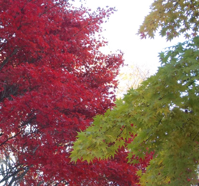 �������̖݂�