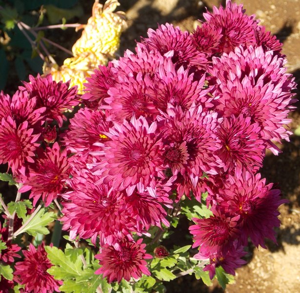 �������̖݂�