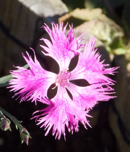 �������̖݂�