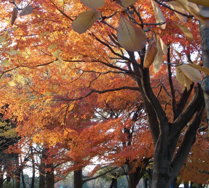 �������̖݂�