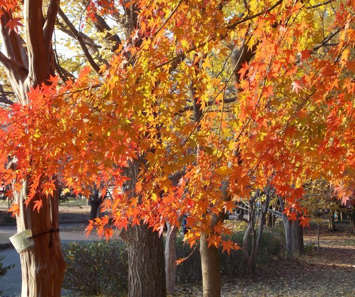 �������̖݂�