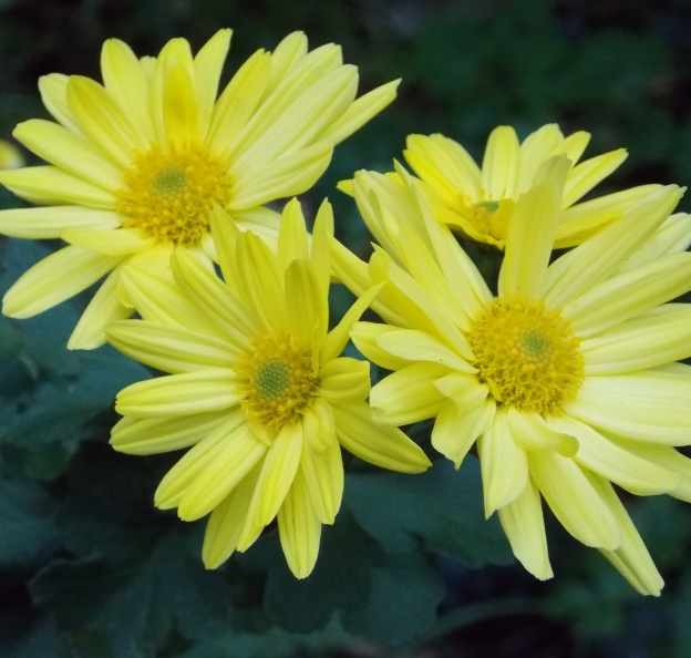 �������̖݂�