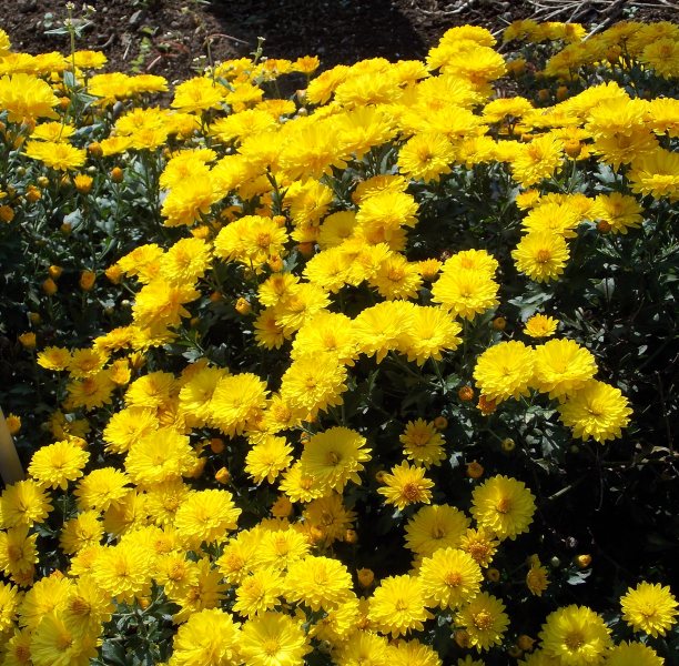 �������̖݂�