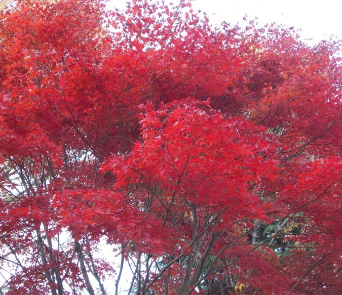 �������̖݂�