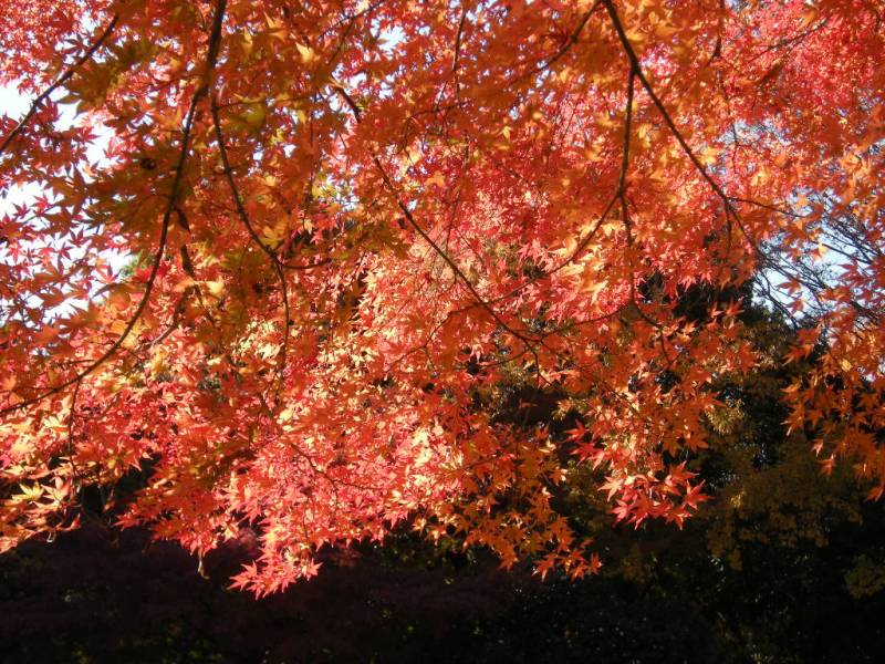 �������̖݂�