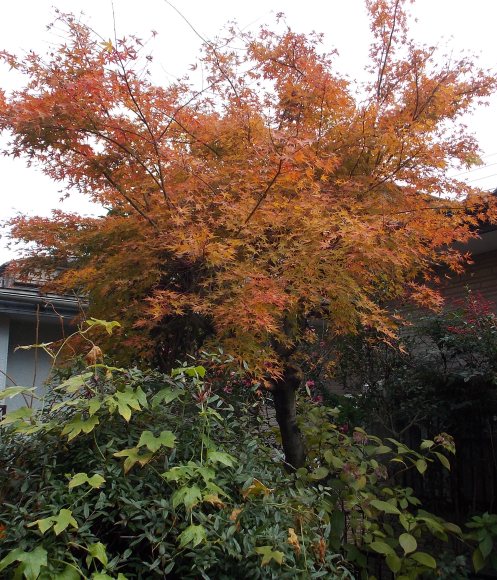 �������̖݂�