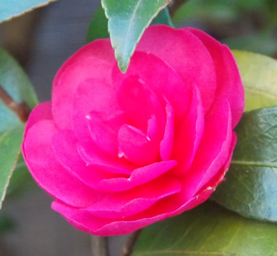 �������̖݂�