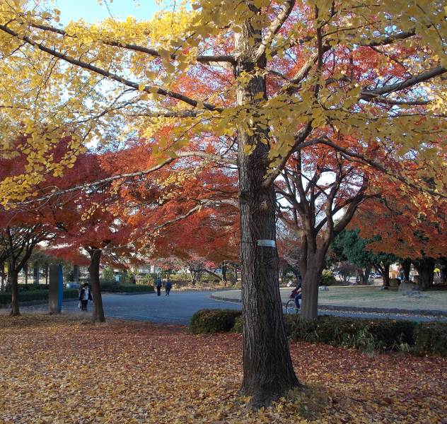 �������̖݂�