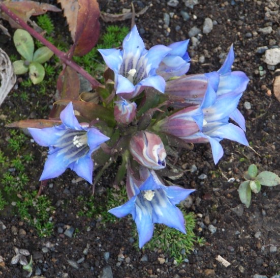 �������̖݂�