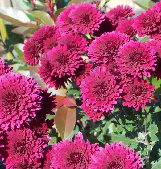 �������̖݂�