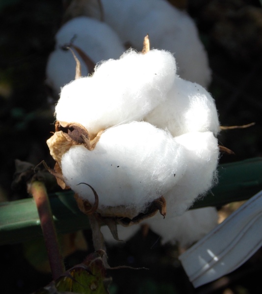 �������̖݂�