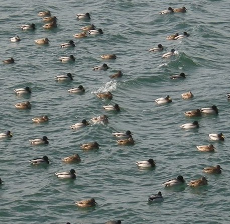 �������̖݂�