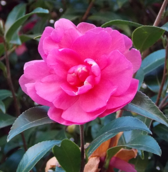 �������̖݂�