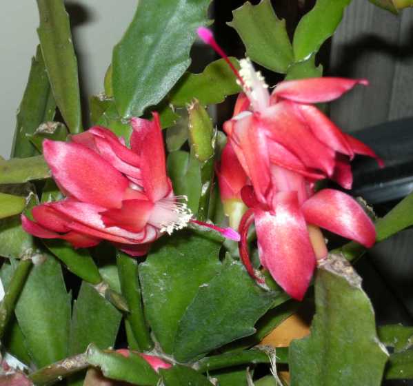 �������̖݂�