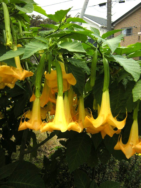 �������̖݂�