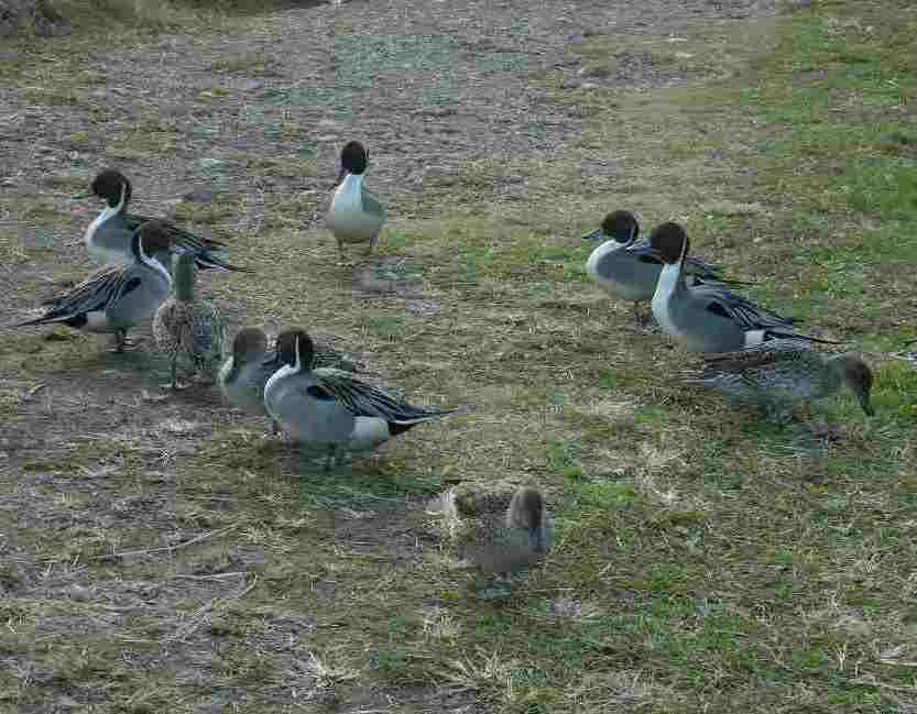 �������̖݂�