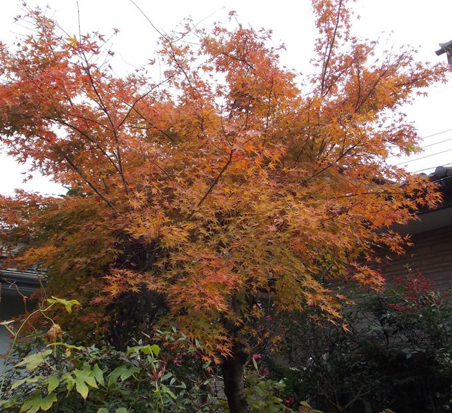 �������̖݂�