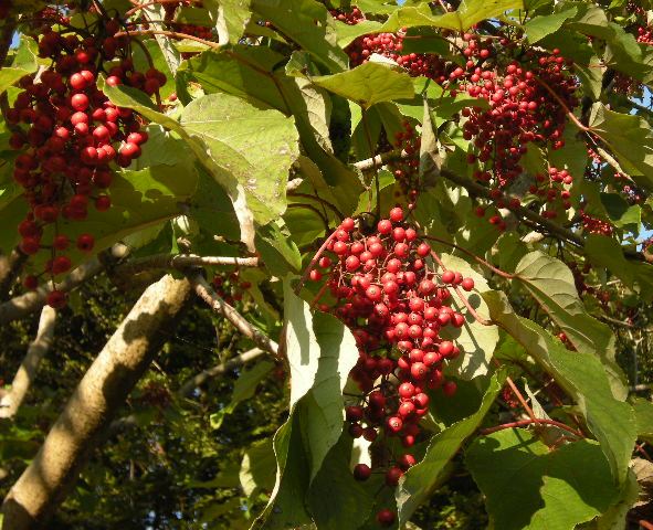 �������̖݂�