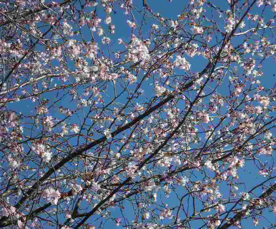 �������̖݂�