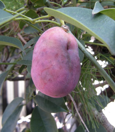 �������̖݂�