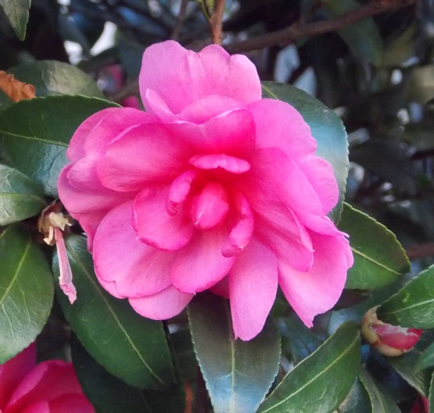 �������̖݂�