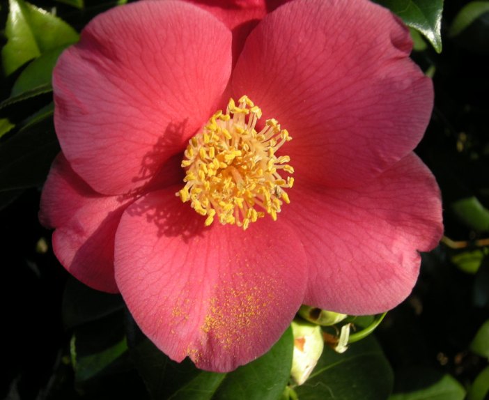 �������̖݂�