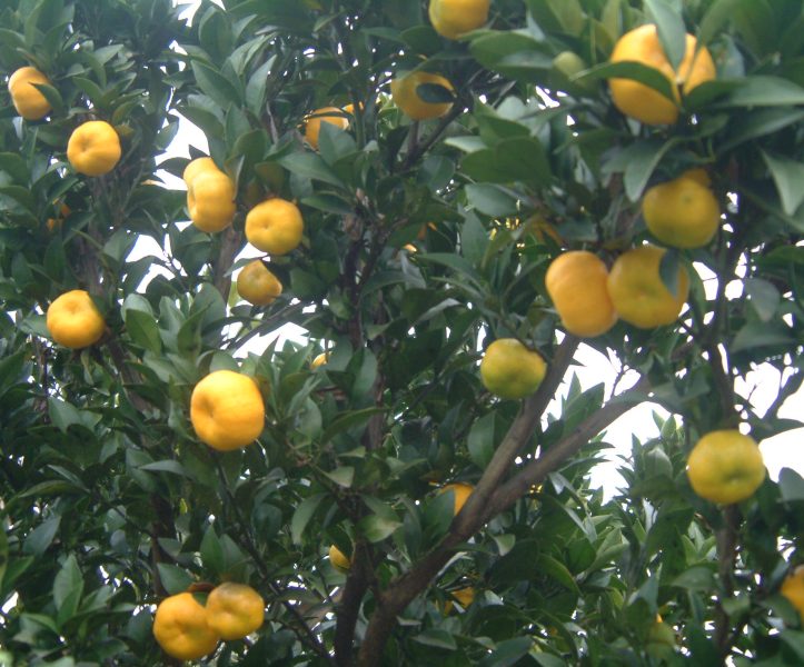 �������̖݂�