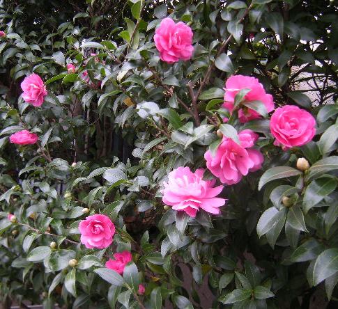 �������̖݂�