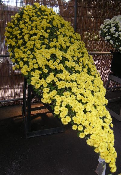 �������̖݂�