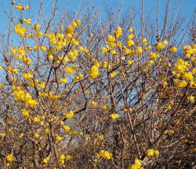 �������̖݂�