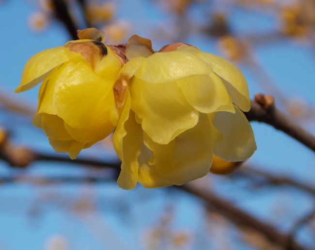 �������̖݂�